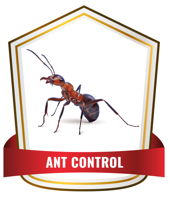 Ant Control service