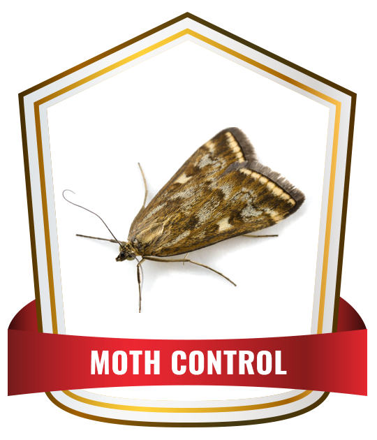 Moth Control service