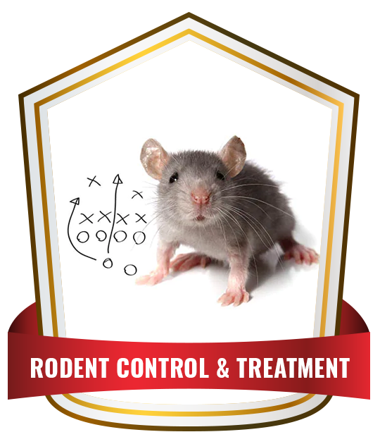 Rodent control service in Sydney