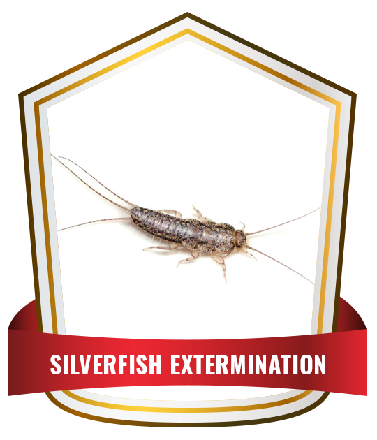 silverfish extermination service