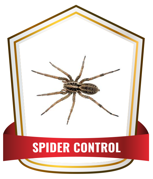 spider Control Service