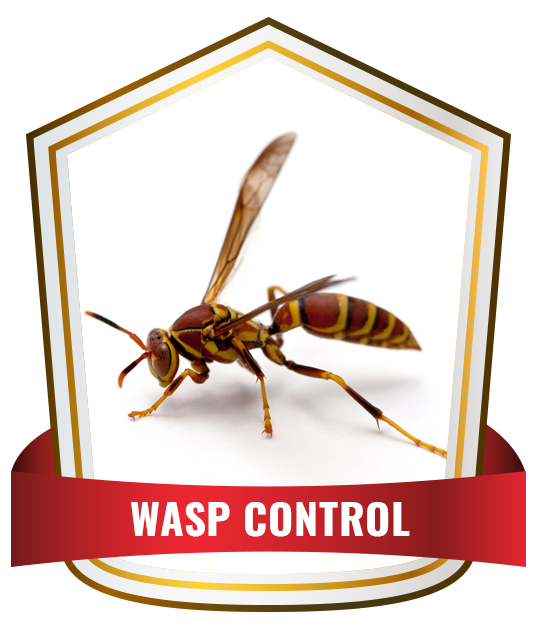Wasp Control Service