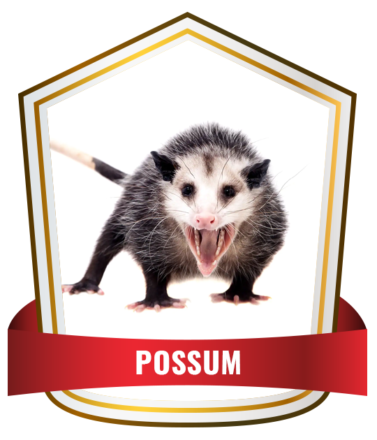 possum Control Service