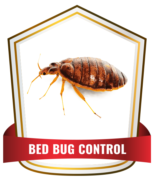 Bed Bug control Service