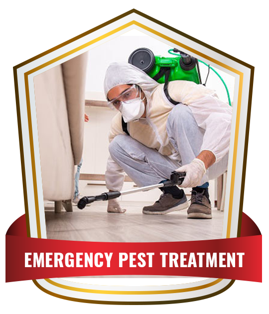 emergency pest treatment
