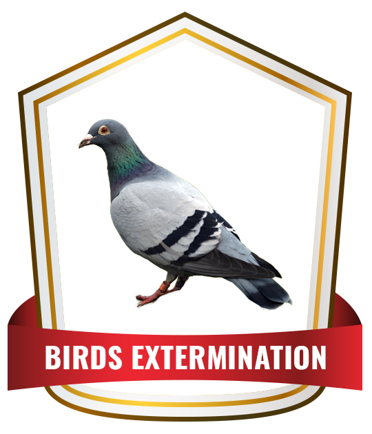 Bird Extermination Services Sydney