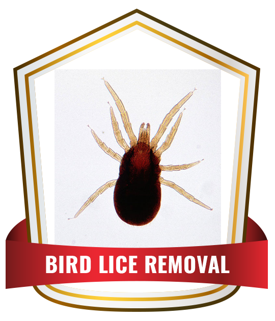 bird lice removal Sydney
