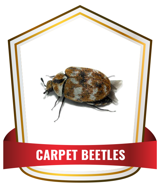 carpet beetles service