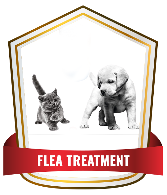 flea treatment service in Sydney