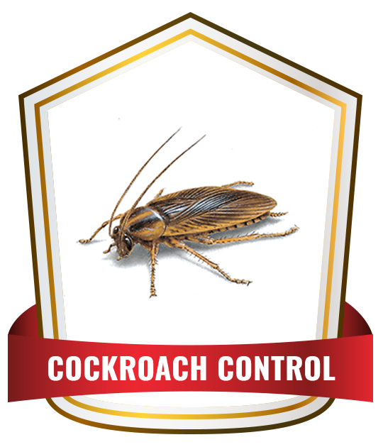 German cockroaches control service