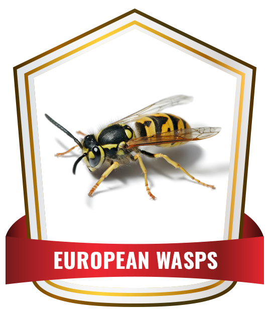 European wasps Control Service