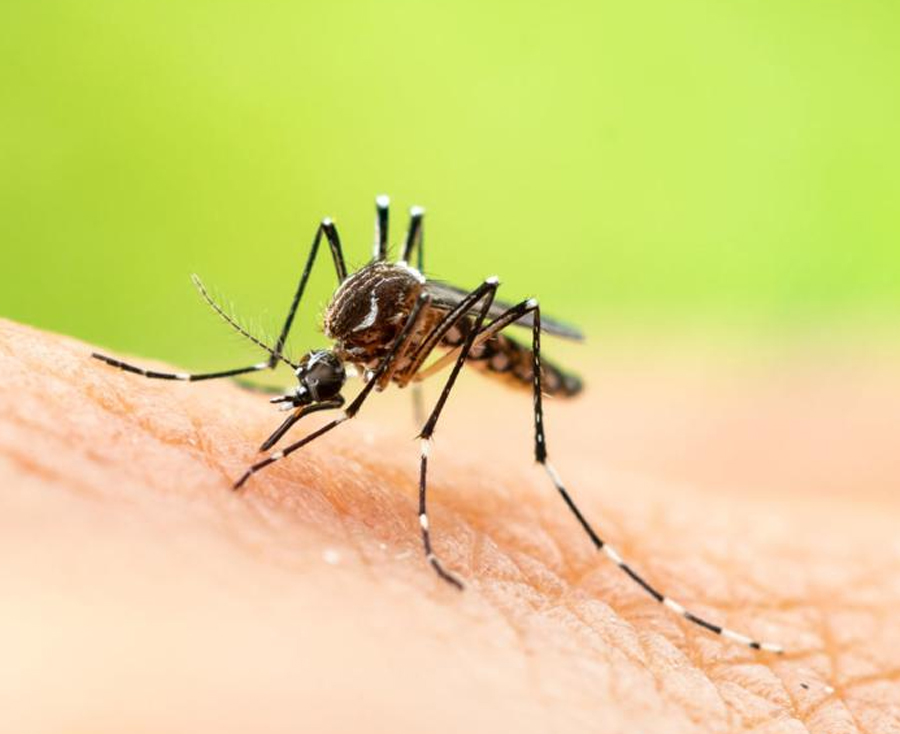 Mosquito Prevention Sydney
