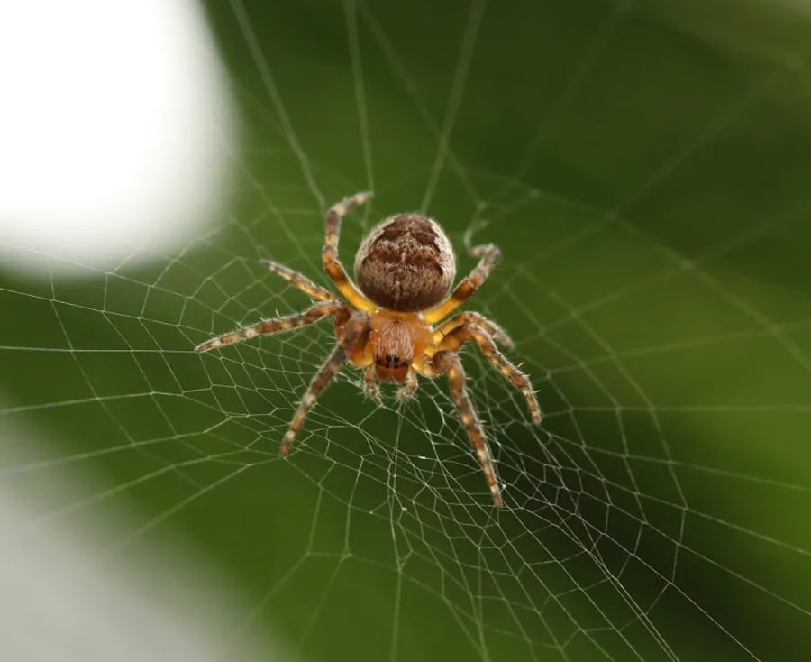 Spider Control Sydney