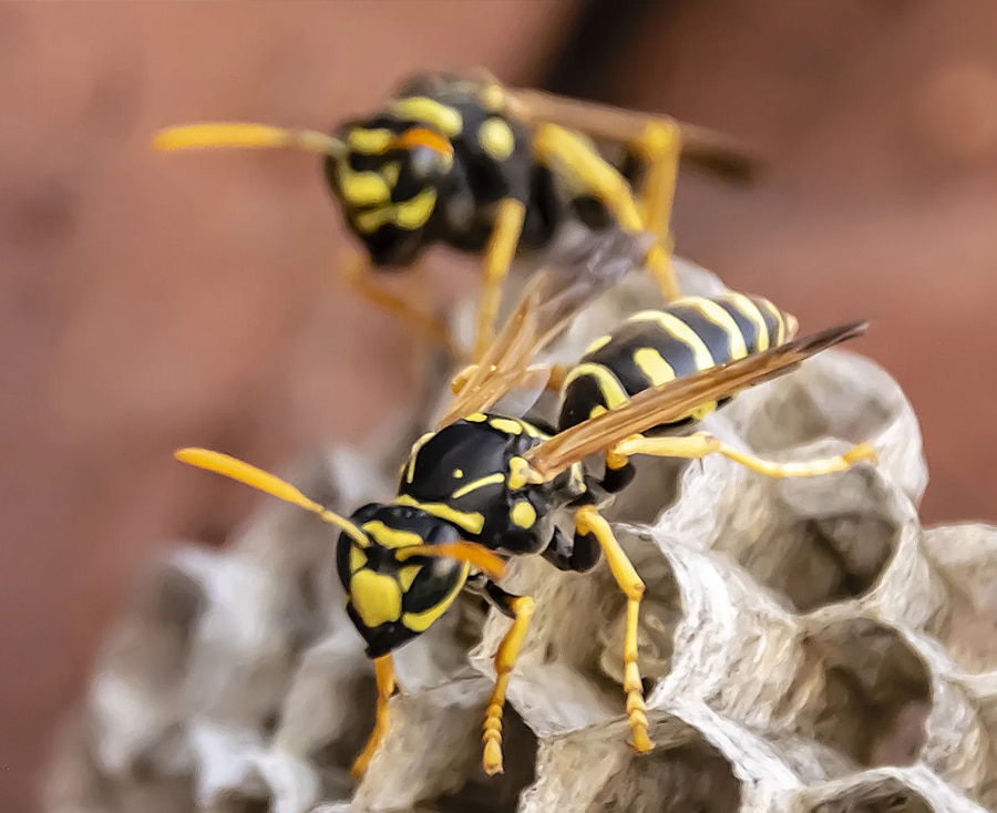 Wasp Control Sydney