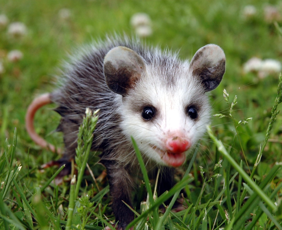 Possum Control Sydney