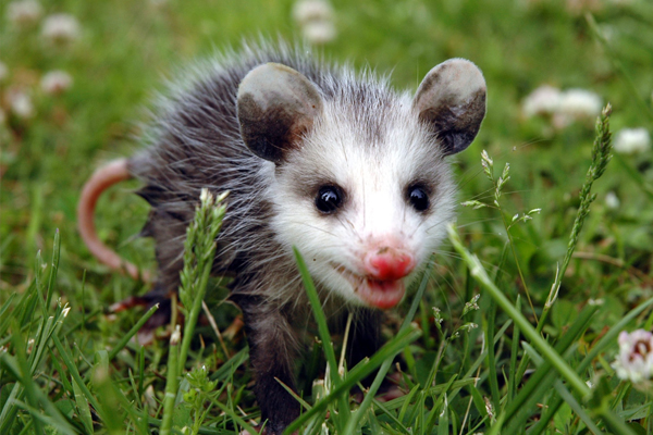 Possum Control Sydney