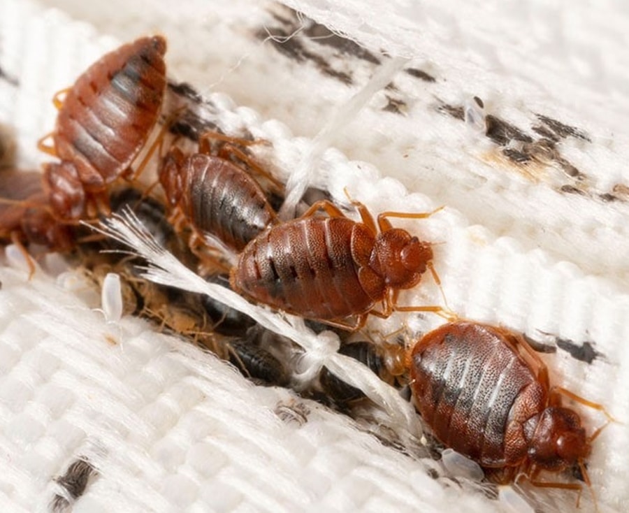 Bed Bug Control Sydney