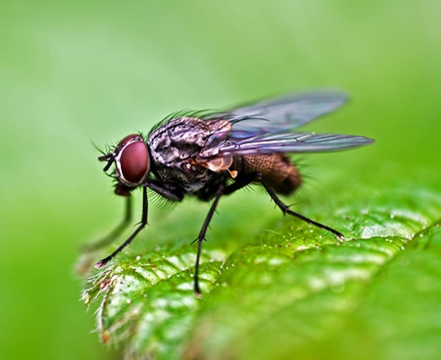 Fly Control Sydney