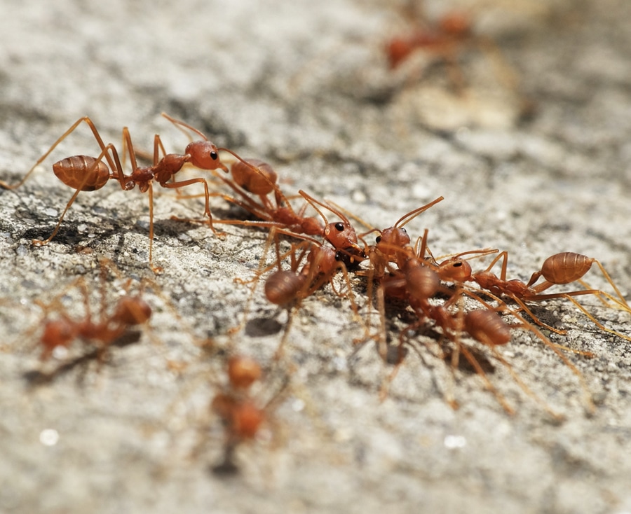 Ant Control Sydney