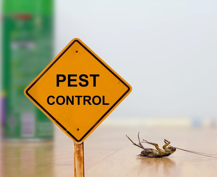 Pest Control Sydney