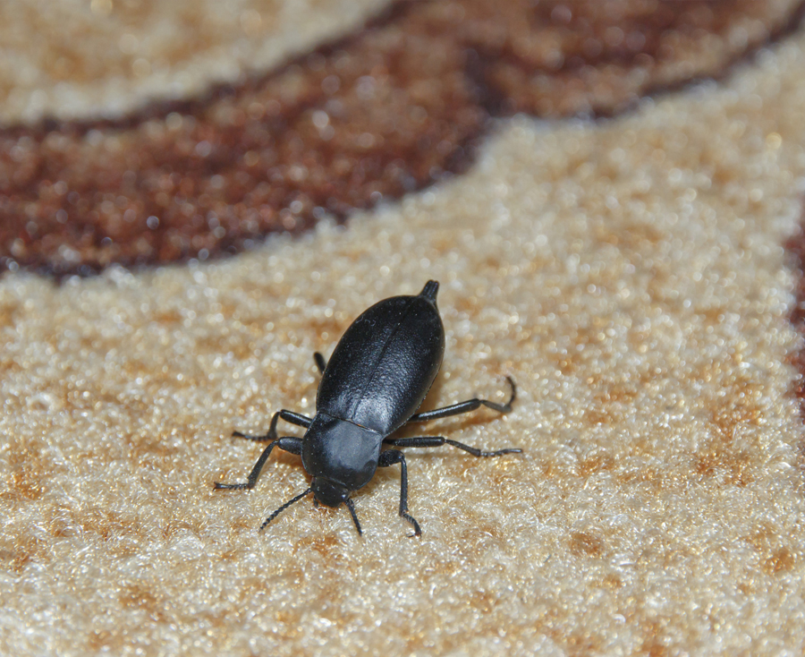 Carpet Beetles Sydney