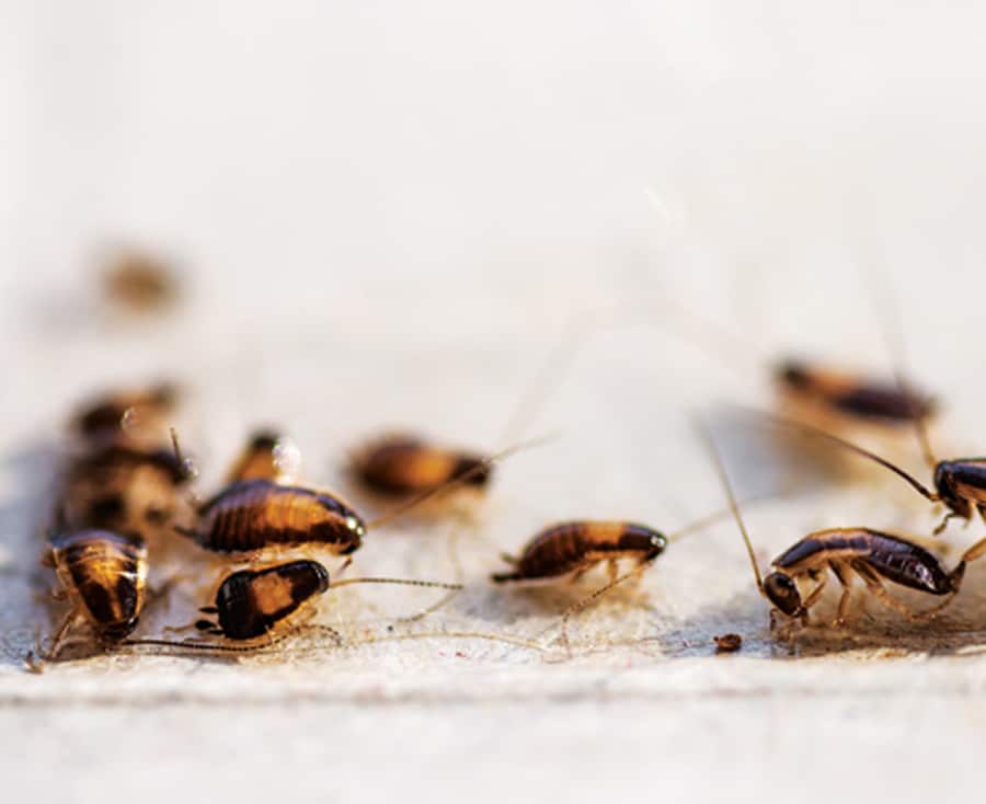 Cockroach Control Sydney