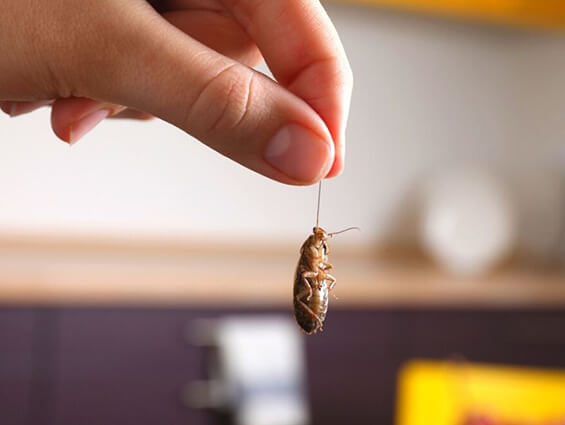 German Cockroaches Pest Control