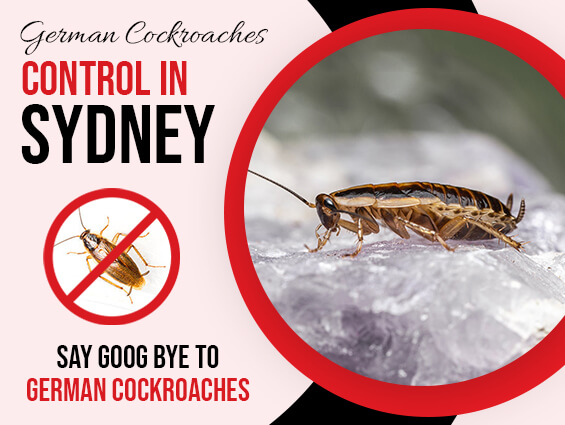 German Cockroaches Pest Control in Sydney