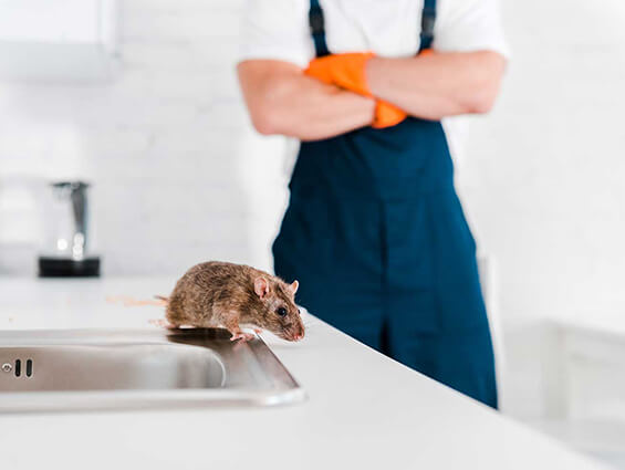 Rat and Rodent Control in Sydney