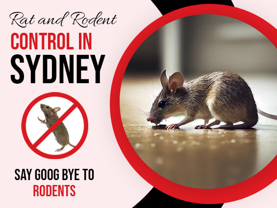 Rodent Control in Sydney