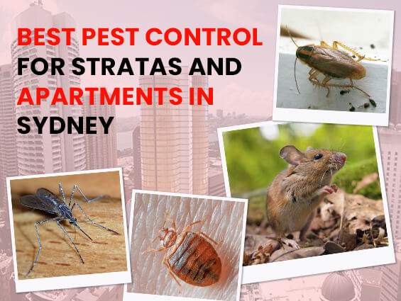 Strata Pest Control Sydney
