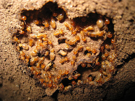 Termite Control Sydney