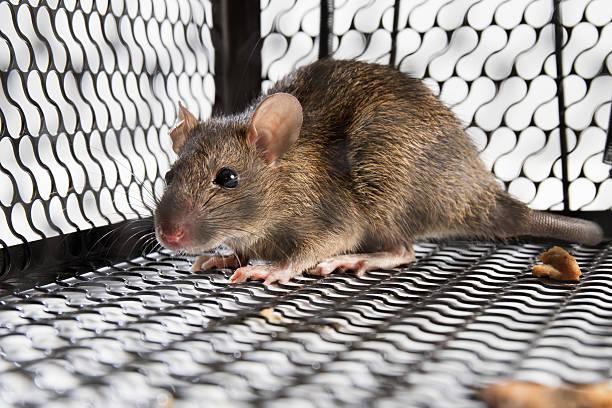 Chemical and Baiting Strategies for Rats