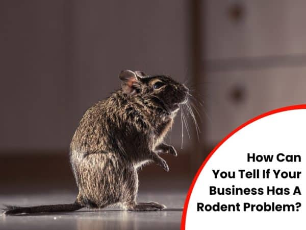 A rodent standing on hind legs, representing the signs of rodent infestation in commercial spaces.