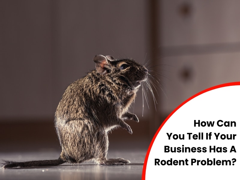 How Can You Tell If Your Business Has A Rodent Problem?