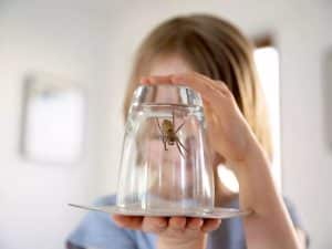 Person using a cup and paper to safely catch and get rid of spiders indoors, demonstrating a humane removal method.