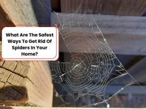 A spider web in a house corner highlighting the need to get rid of spiders safely and effectively.