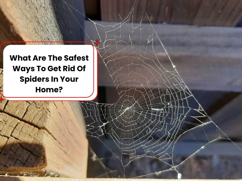 What Are The Safest Ways To Get Rid Of Spiders In Your Home?