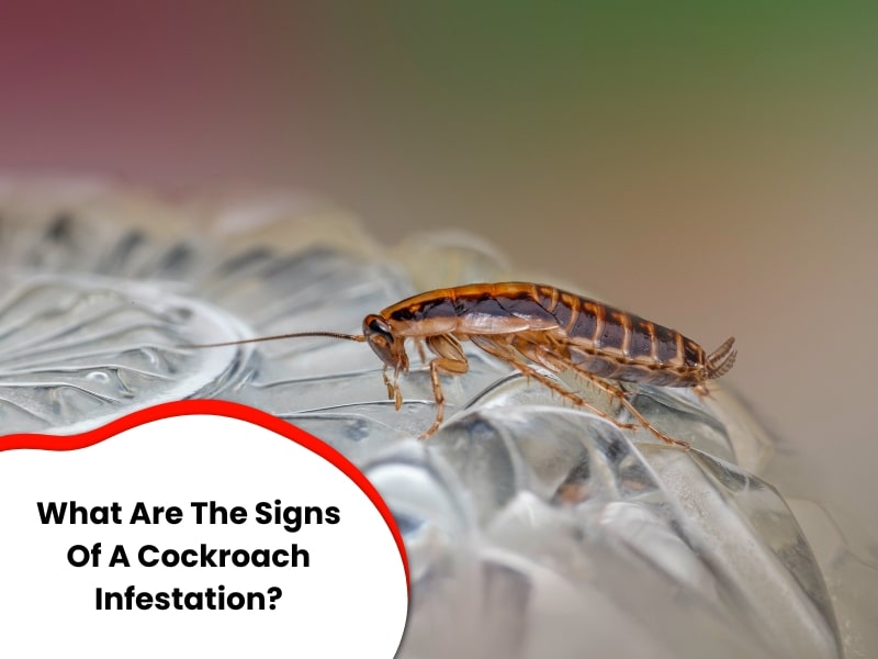 Close-up of a cockroach on glass, highlighting clear cockroach infestation signs in a home or business.