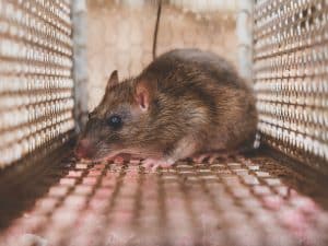 A trapped rodent in a metal cage highlighting the urgency of addressing a rodent infestation effectively.