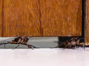 Cockroach Infestation Signs: A close-up of a cockroach hiding in the gap of a door frame.