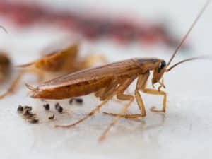 Close-up of cockroach feces, a common indicator of cockroach infestation signs in homes or businesses