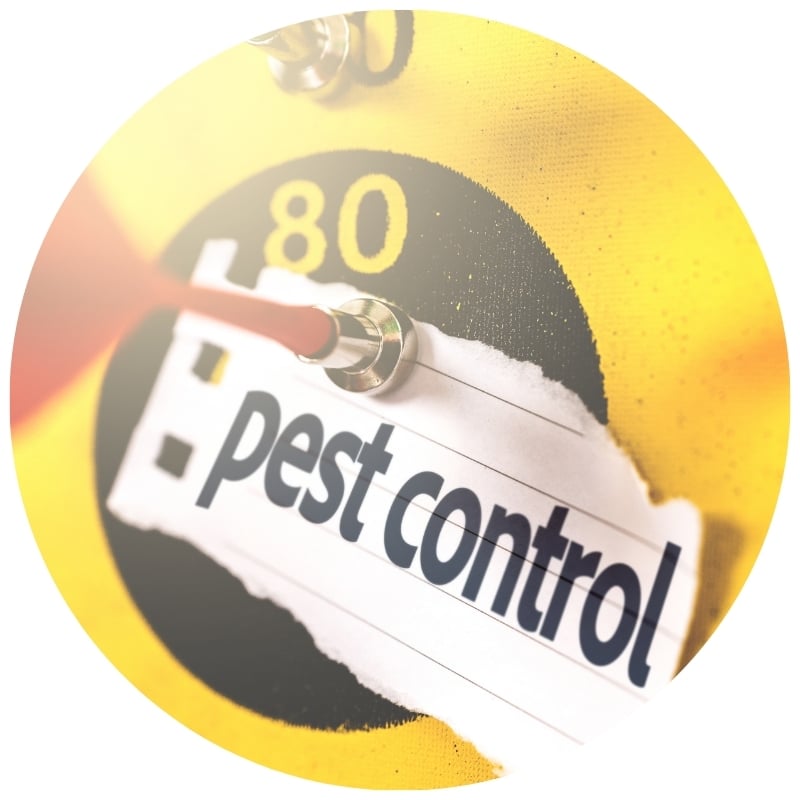 How Pest Blaster Can Help with Spider Control