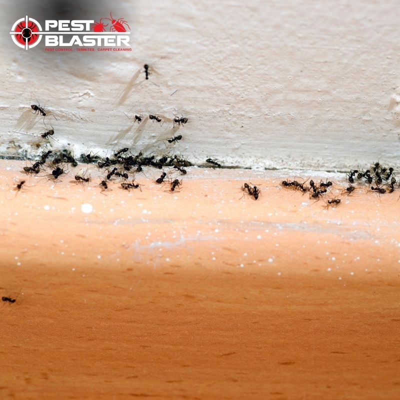 A close-up of ants crawling on the floor in a room, highlighting the need for effective ant control solutions in Sydney.