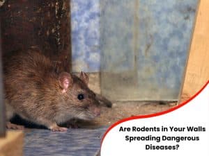 Close-up of a rat near a wall, emphasising the threat of rodents in walls.