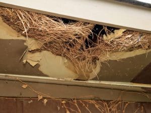 A large rodent nest made of twigs and debris is visible inside a damaged wall cavity.