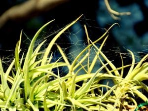 Close-up of a plant with a spider infestation, highlighting the thin, delicate spiderwebs.