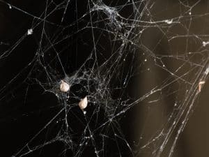 Close-up of a spiderweb with several egg sacs, indicating a potential spider infestation.