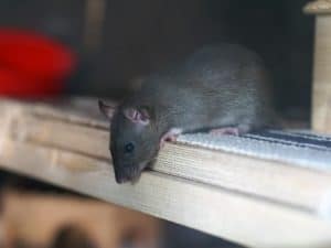 A rat peeking out from a shelf highlights the risk of rodents living within walls.