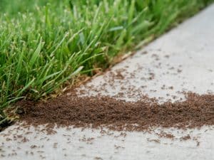 A close-up of red imported fire ants crawling on a concrete path near a patch of grass.